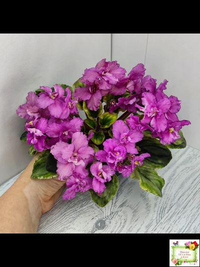 РС-Вещунья (С. Репкина) 2021 г. (клакамас с кроновой пестролистностью)