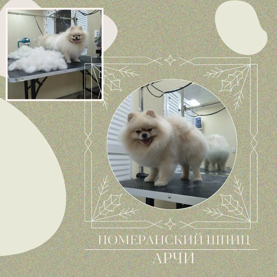 Шпиц АРЧИ