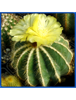 Eriocactus magnificus