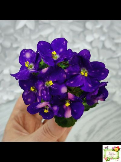 ВаТ-Горох на Десерт (Т. Валькова) 2020 г. (гёрл-листва)