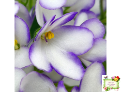 2А-Проба Пера (Е. Кольцова) 2024 г.