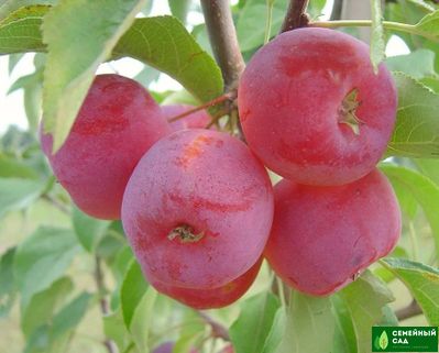 Яблоня "Ранетка Ермолаева"