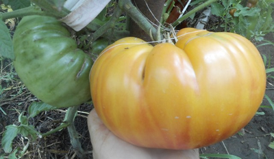 Томат Деревенский (HILBILLY)