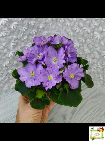 АВ-Девочка с Севера (Фиалковод) 2021 г.