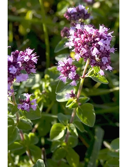 Душица (Орегано)