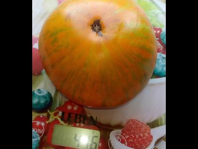 Томат Kozula 179 (Zebra Zolta /Volta , Польша)