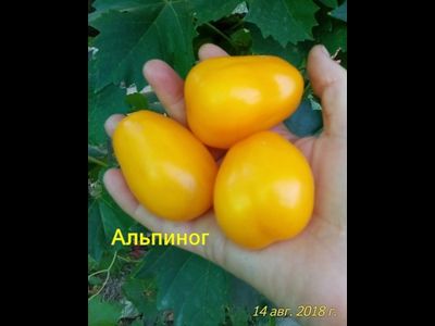 Томат Альпиног