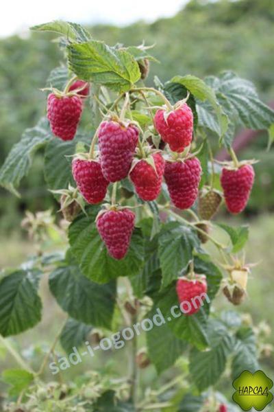 Малина "Карамелька" (ремонтантная, сладкая)