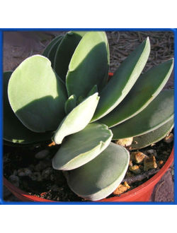 Crassula cotyledonis