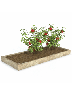 грядки Грядка 1 с перцами