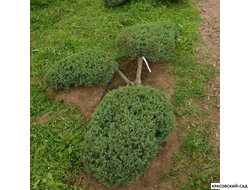 Ниваки - Бонсай садовый можжевельник Минт Джулеп - Mint Julep