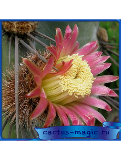 Neocardenasia arequipensis v. roseiflora