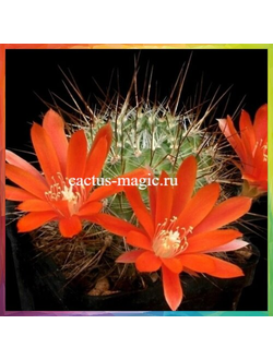 Aylostera aureispina KK 843