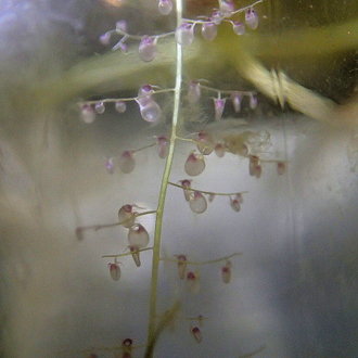 Пузырчатка - Utricularia longifolia