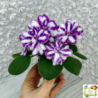 ЮШ-Надюша (Ю.Шаховцева) химера (пасынок из цветоноса укоренённый)