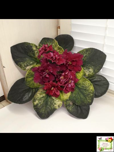 ЕК-Жара (Е. Коршунова) 2018 г.