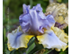 Ирис Mayan Sunrase