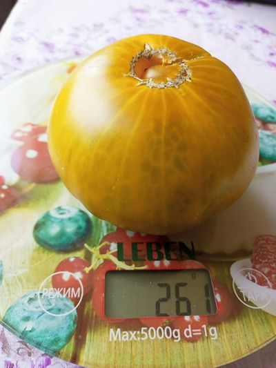 Томат Янтарная комната (Amber room)