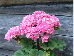 Пеларгония Ирида Юная Фрейлина