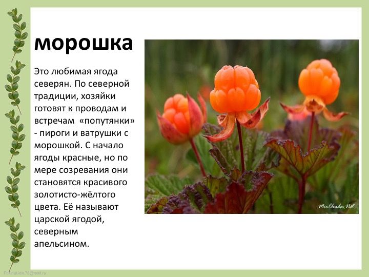 Морошка растение проект 2 класс