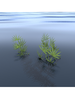 водные Водоросли-04