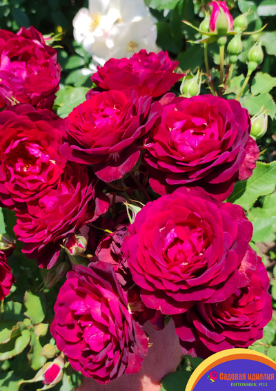 Лия Меже (Lia Mege)