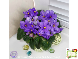 Winnie The Pooh (LLG/Sorano) (пасынок-стартер укоренённый)