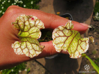 Семена Sarracenia Leucophylla hybrid A