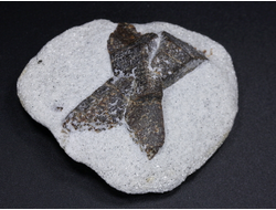 Ставролит, сросток кристаллов "косой крест" на сланце, Россия, Кольский п-ов (58*45*18 мм, 50 г) №26082