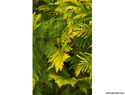 Туя Европа Голд - Europe gold