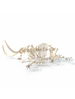 скелеты животных Скелет мамонта рассыпаный