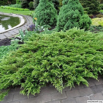 Можжевельник Рокери Джем - Rockery Gem