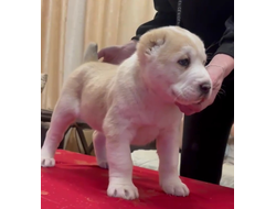 Сука 4. ЖЕАНЖЭ. Продана г. Москва