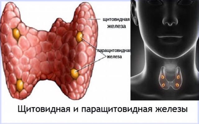 Паращитовидные железы