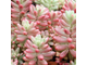 Sedum Rubrotinctum Aurora