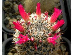Mammillaria halbingeri v. rubriflora P 349 - 10 семян