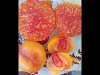 Томат Желтый камень (Yellow Stone)