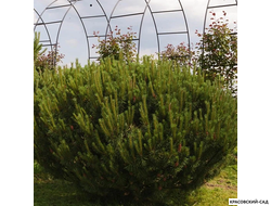 Ниваки - Бонсай садовый Сосна горная