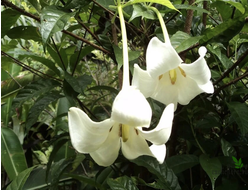 Randia macrantha (Euclinia longiflora) / Рандия макранта (Эуклиния лонгифлора)