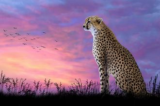 Леопард на закате Ah5304  (алмазная мозаика)  mgm-mt avmn
