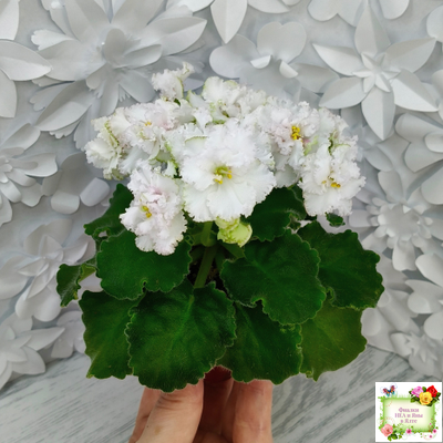 АВ-Любимая Игрушка (Фиалковод) 2015 г.