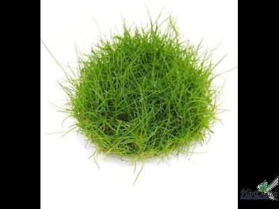 Элеохарис парвула (меристемный) АЗИЯ
