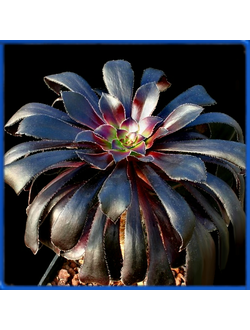 Aeonium arboreum v. atropurpureum 'Schwarzkopf'