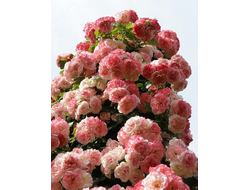 Сакура гасуми яп.плет