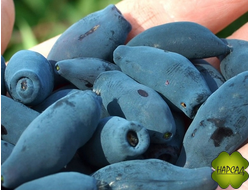 Жимолость "ЮГАНА" (самоплодная, десертный вкус)