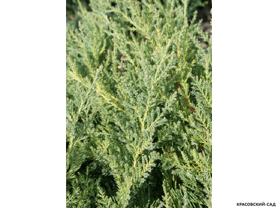 Можжевельник пфитцериана Компакта - Pfitzeriana Compacta