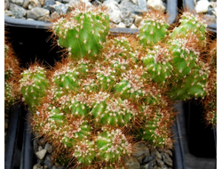 Cereus peruvianus f.monstrosa (D=80-90mm) куртина