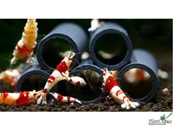 Декорация GLOXY Укрытие для креветок, 6 трубки 7х7.5х6.5 см