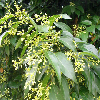 Коричник китайский, Кассия (Cinnamomum cassia) 5 мл - 100% натуральное эфирное масло