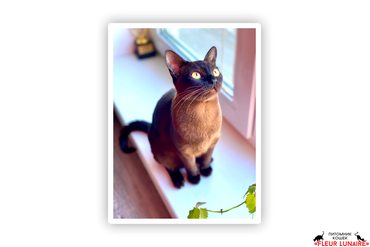 Banty Dolores Fleur Lunaire,
Порода: бурманская, окрас соболь